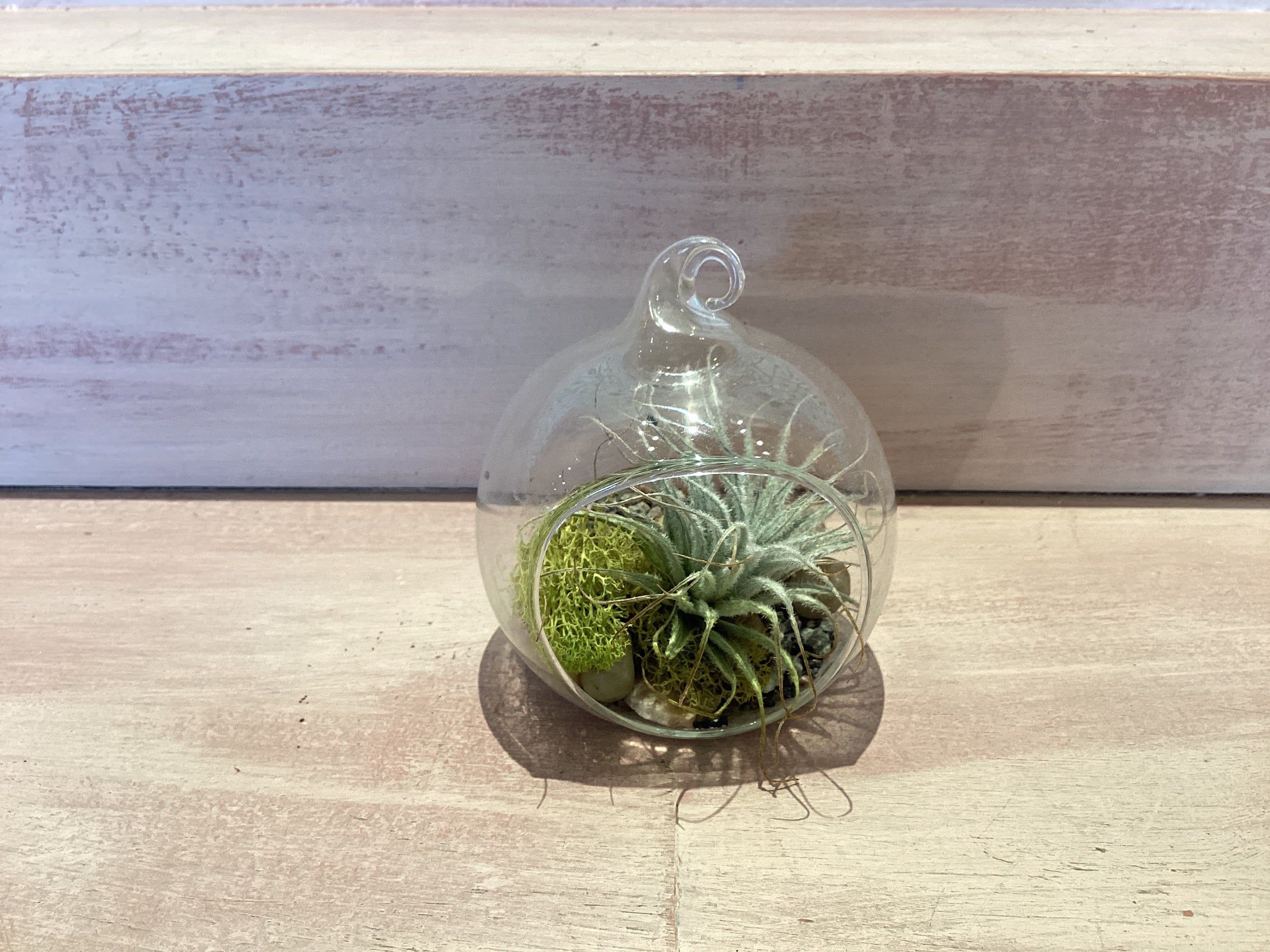 Hanging Flat Bottom Glass Terrarium