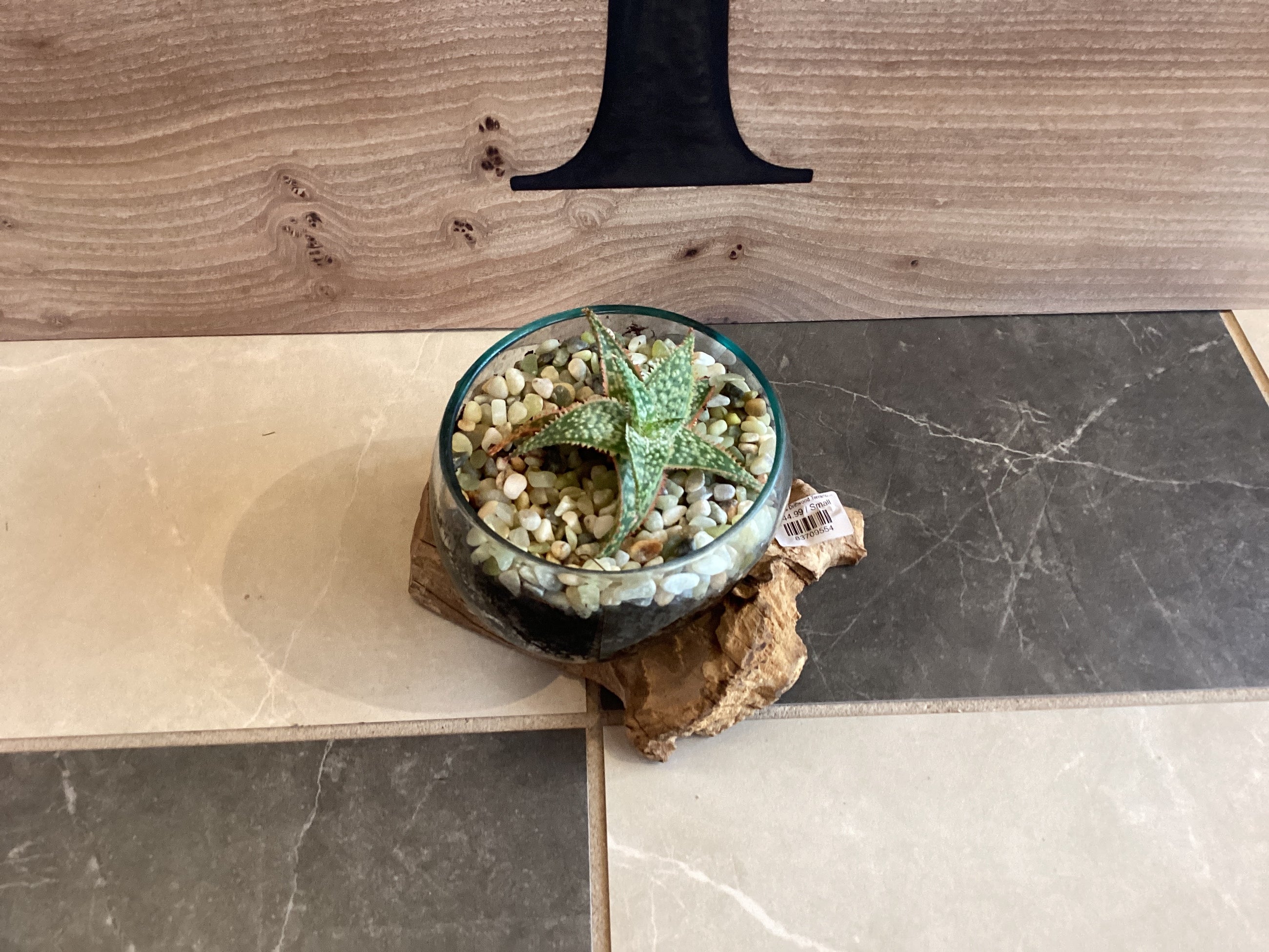 Glass & Driftwood Terrarium Assembled with plants