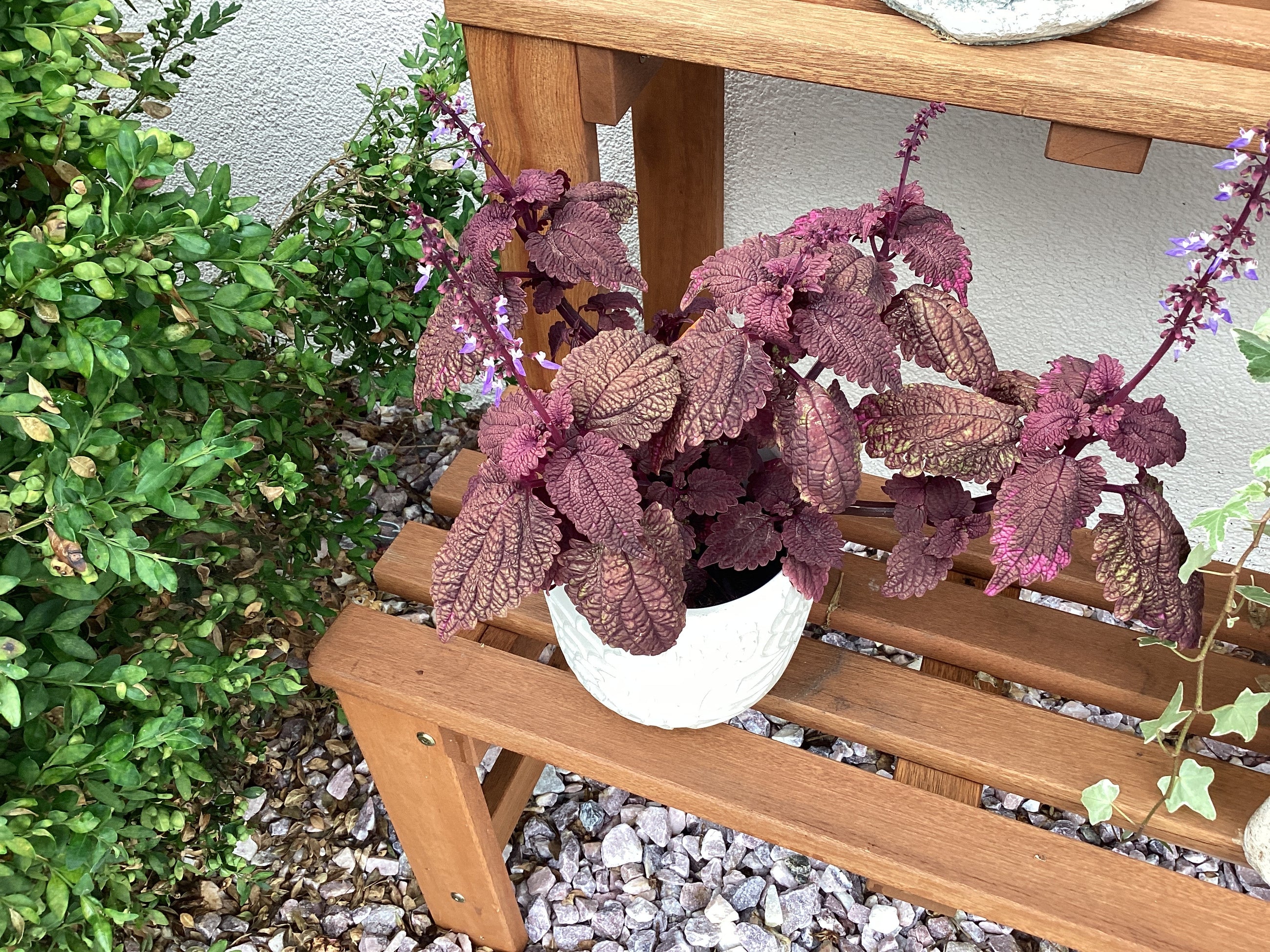 Assorted Small Cement Planter with plant