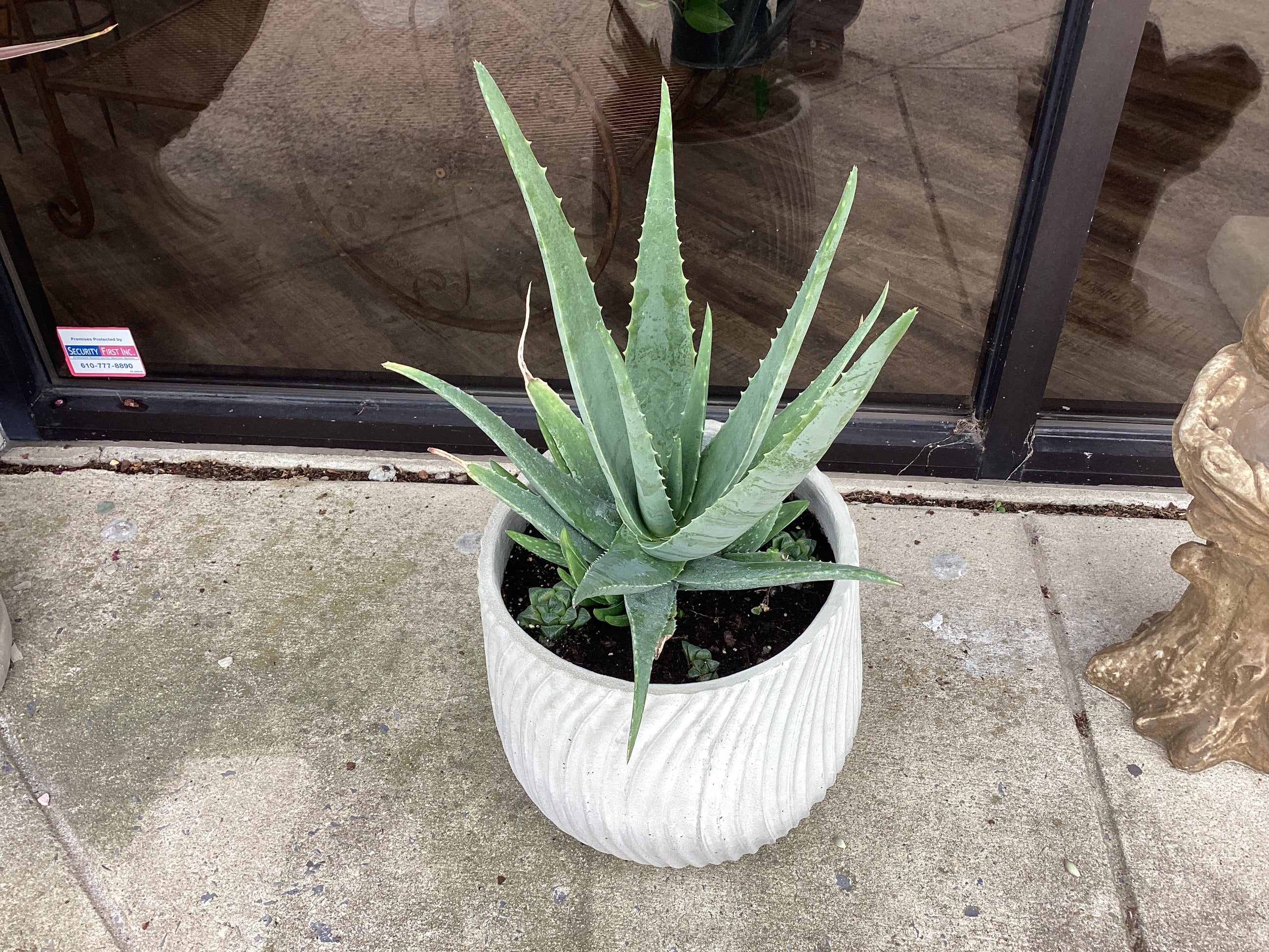 Assorted Large Cement Planter with plants