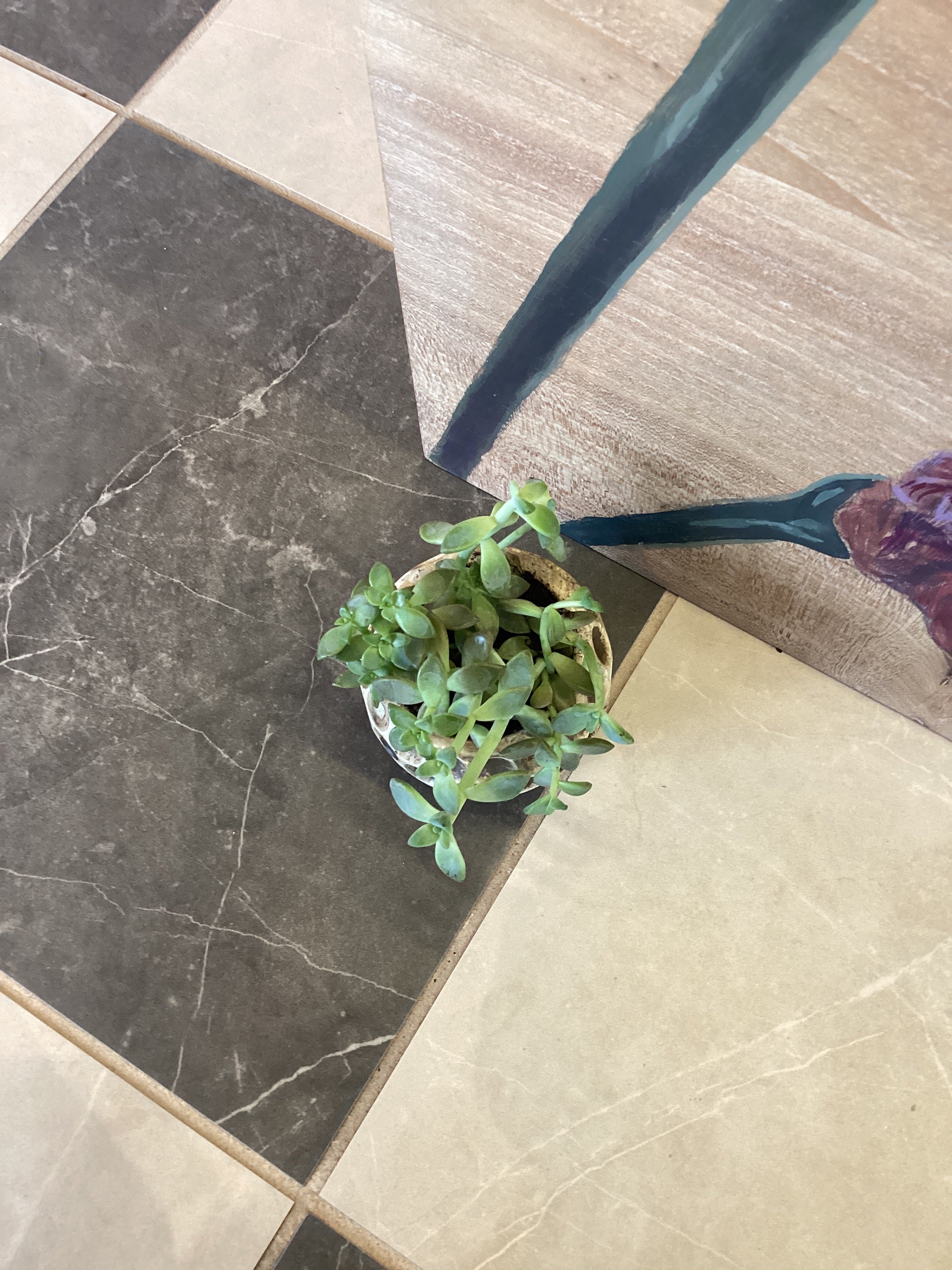 Assorted X-Small Cement Planter with plant