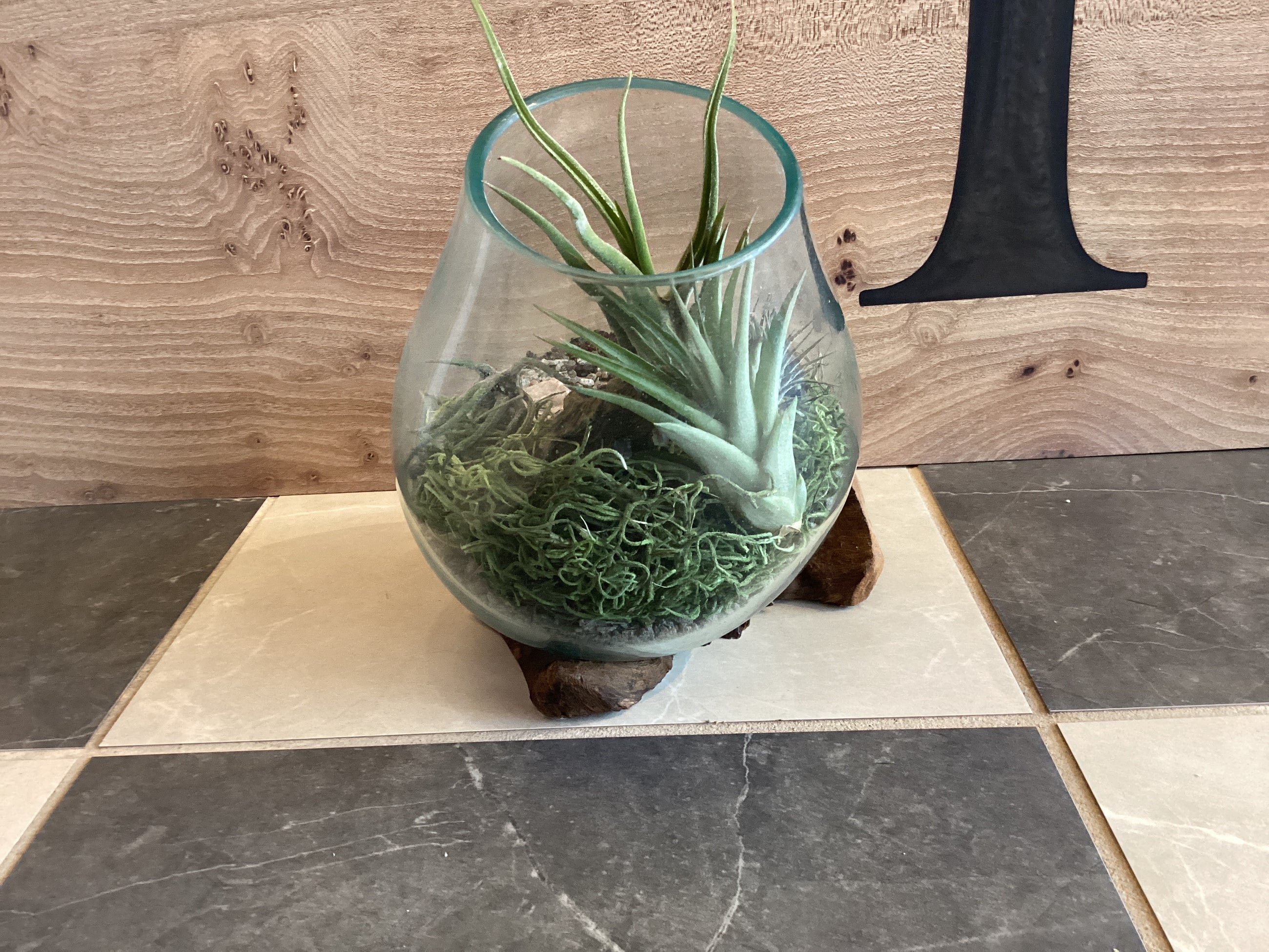 Glass & Driftwood Terrarium Assembled with plants