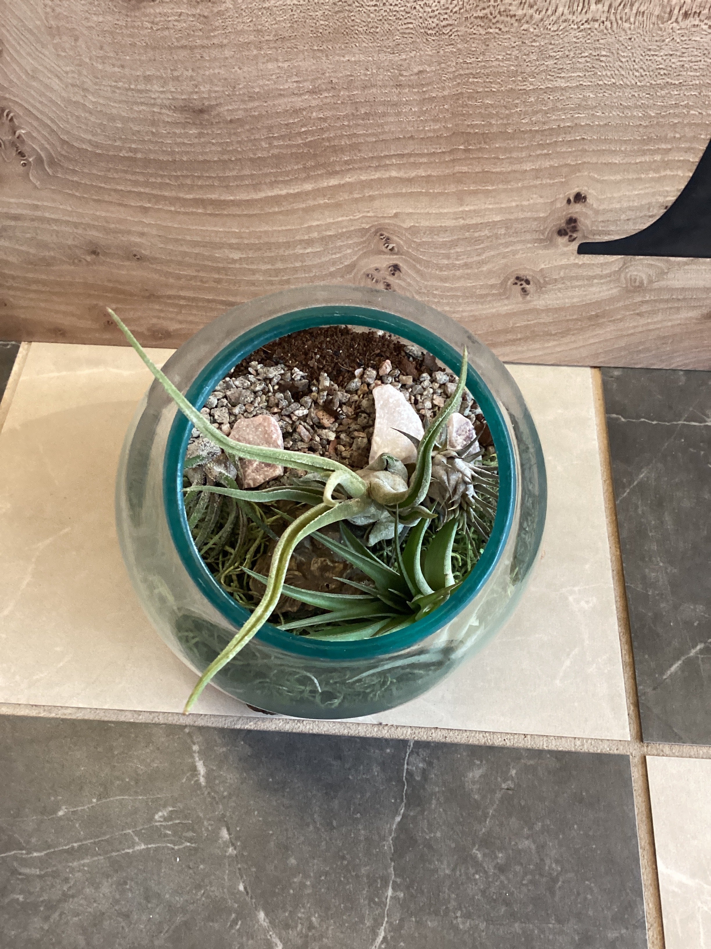 Glass & Driftwood Terrarium Assembled with plants