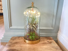 Glass Cloche with Venus Fly Trap and Air Plants