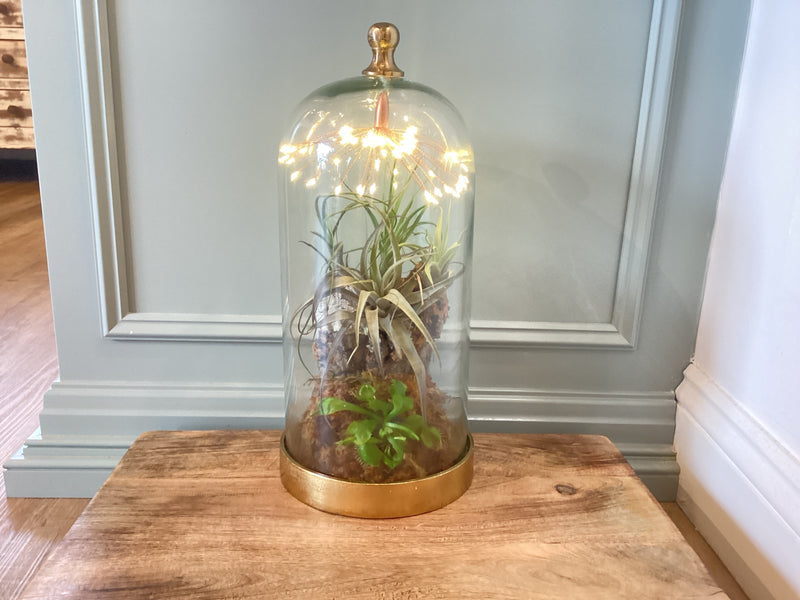 Glass Cloche with Venus Fly Trap and Air Plants