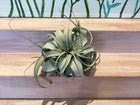 Large Air Plant