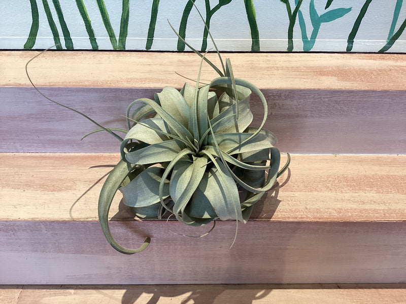 Large Air Plant