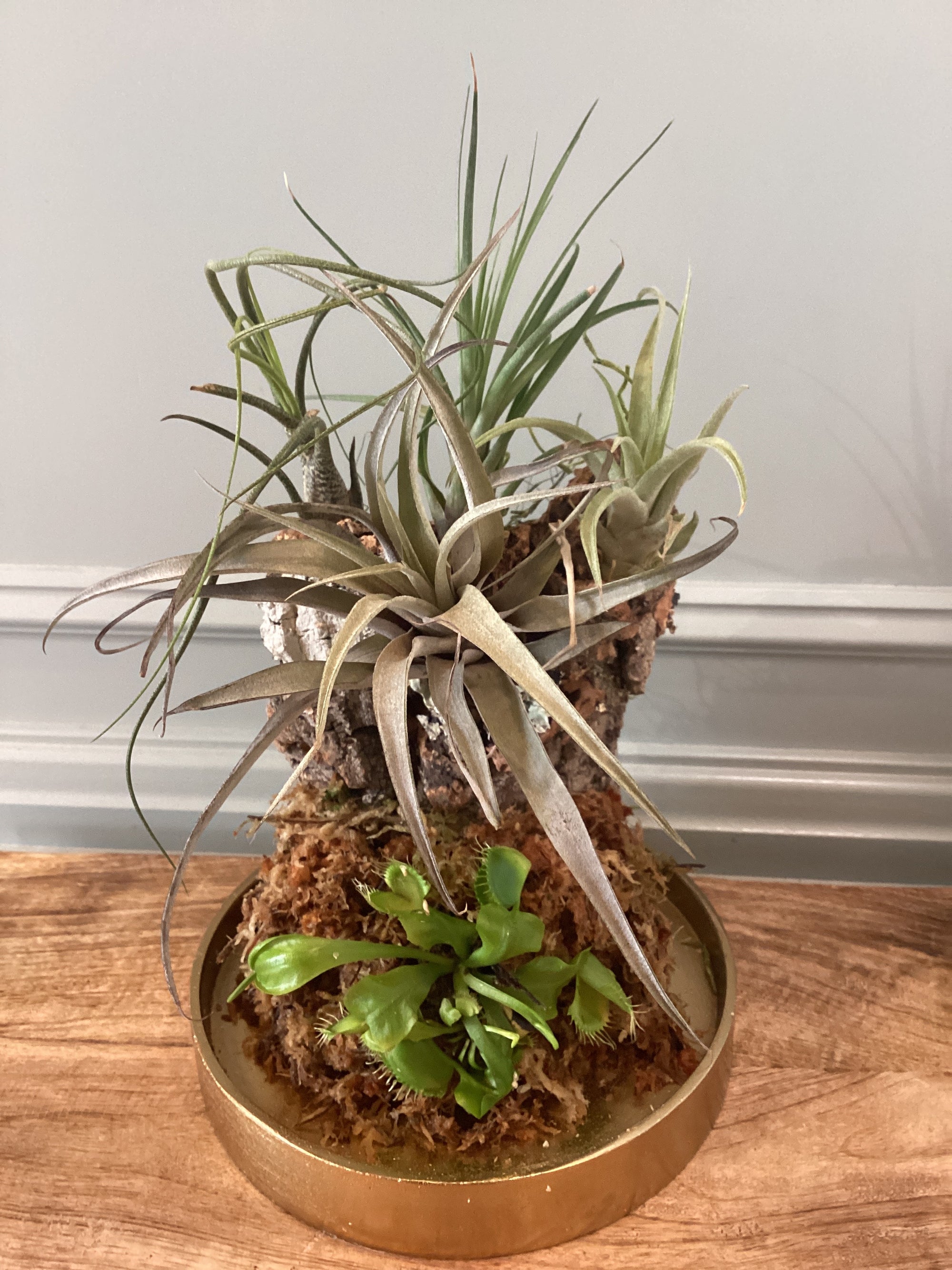 Glass Cloche with Venus Fly Trap and Air Plants