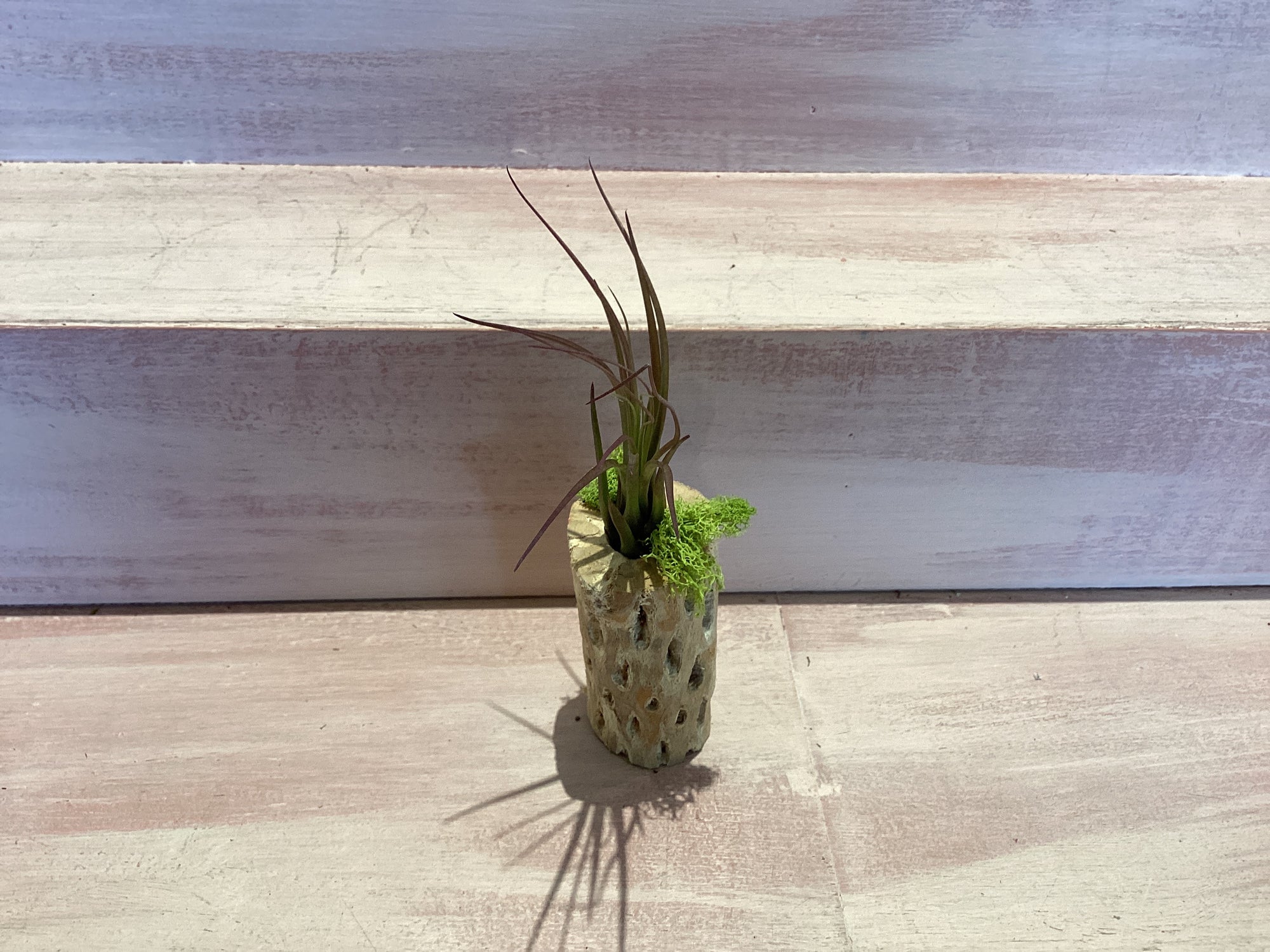 Cholla Wood Container with Air plant Small