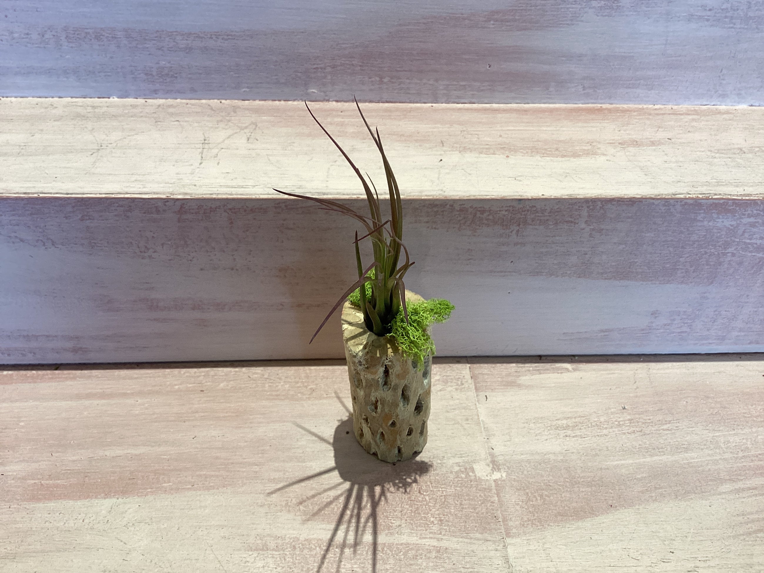 Cholla Wood Container with Air plant Small