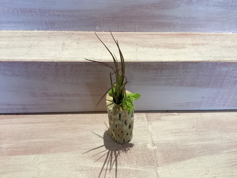 Cholla Wood Container with Air plant Small
