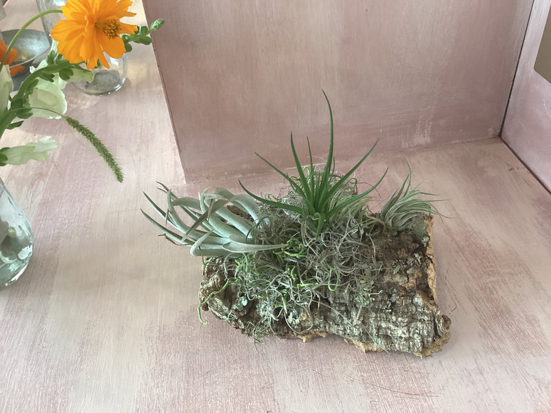 Assembled Cork Bark with Plant Small