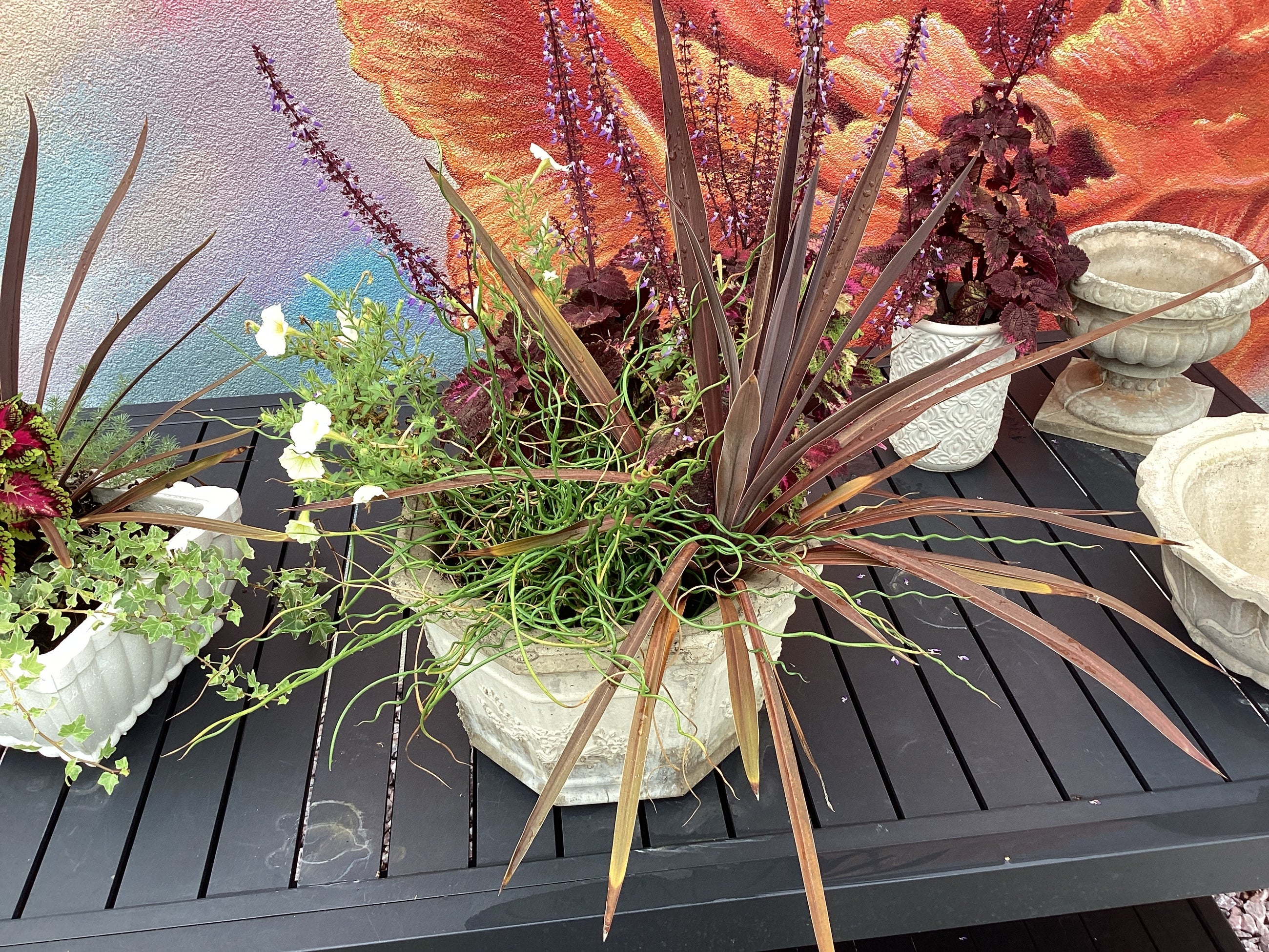Assorted Large Cement  Planter with plants