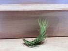 X-Small Air Plant