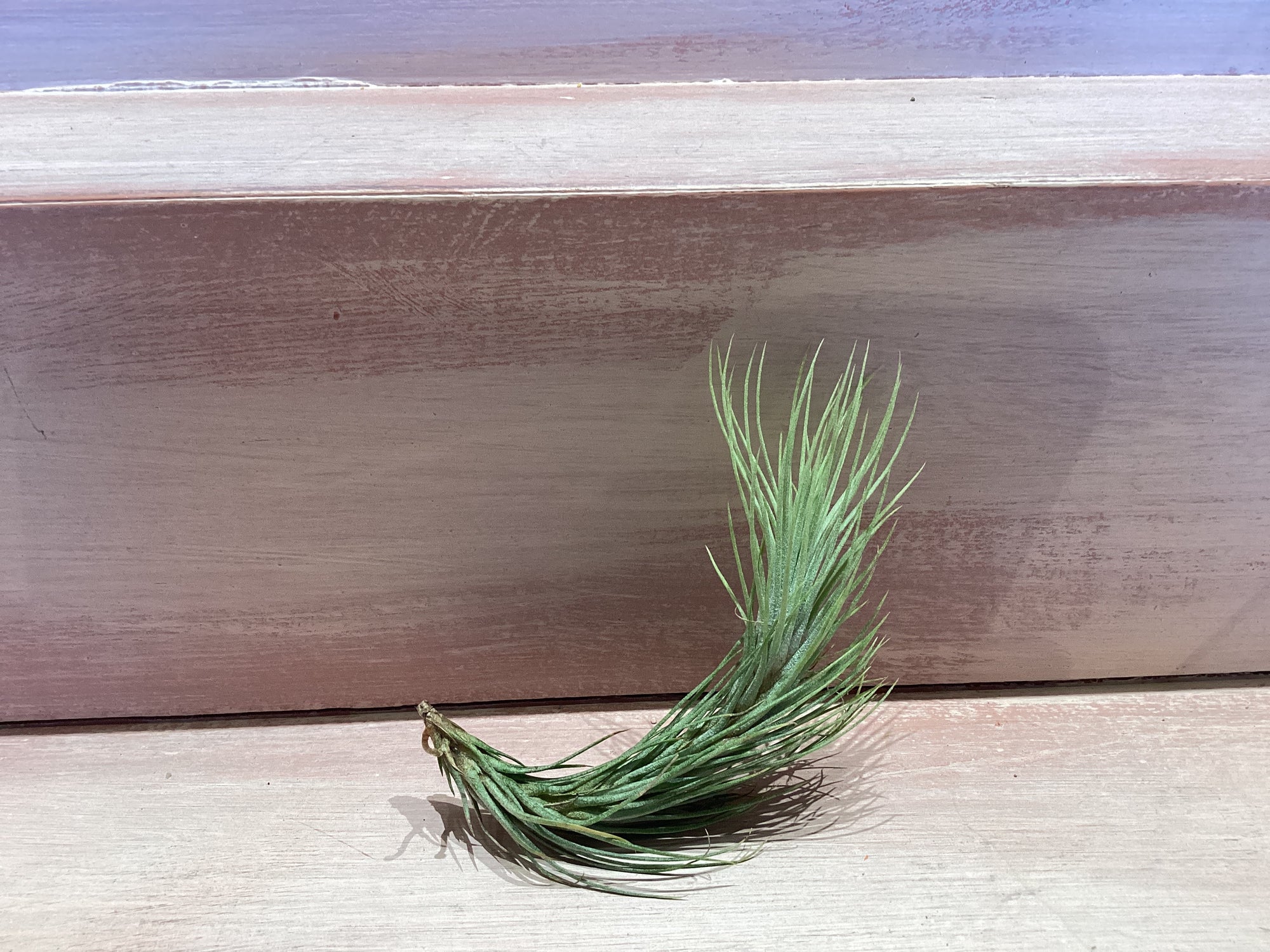 X-Small Air Plant