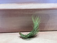 X-Small Air Plant