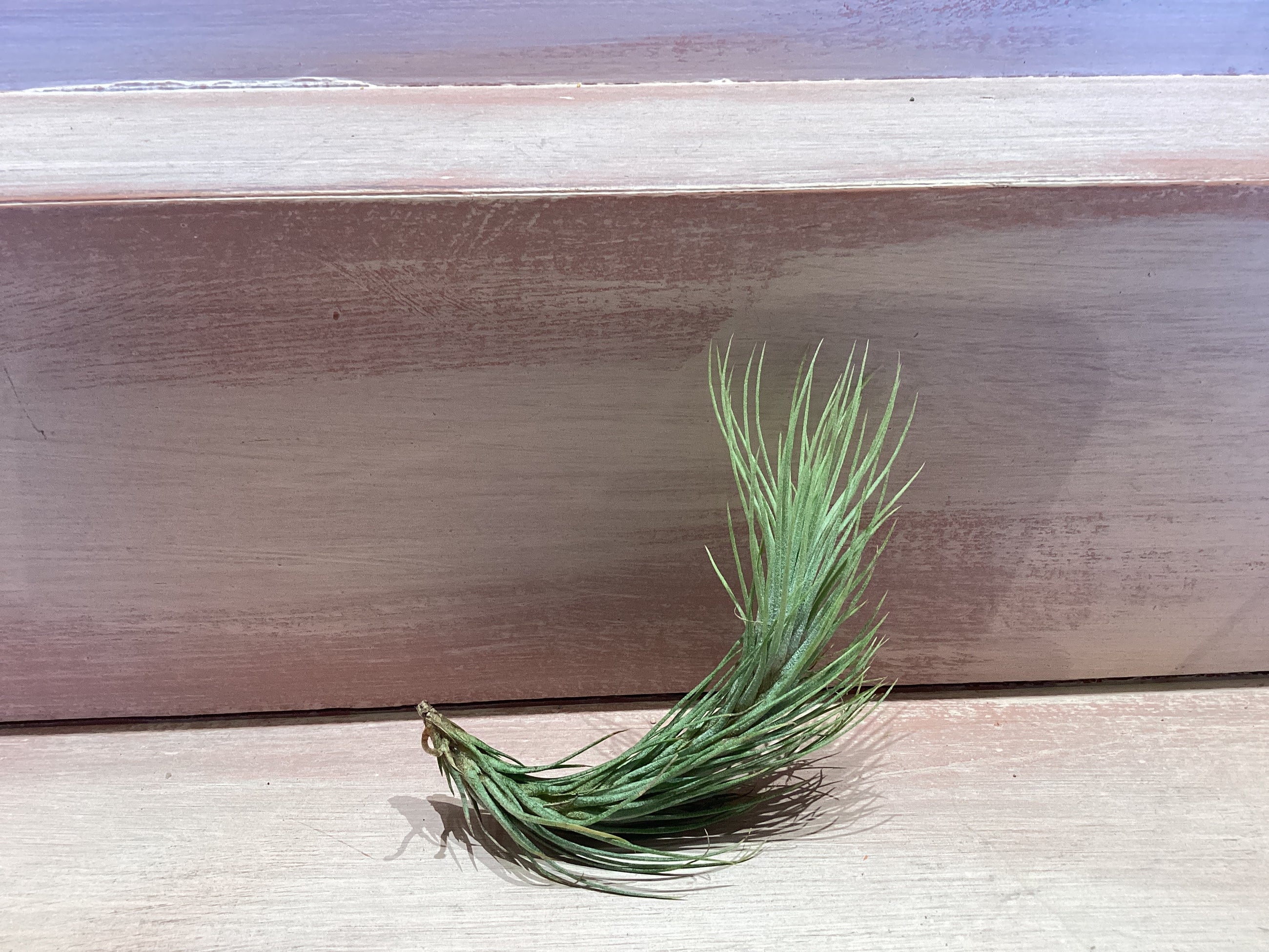 X-Small Air Plant