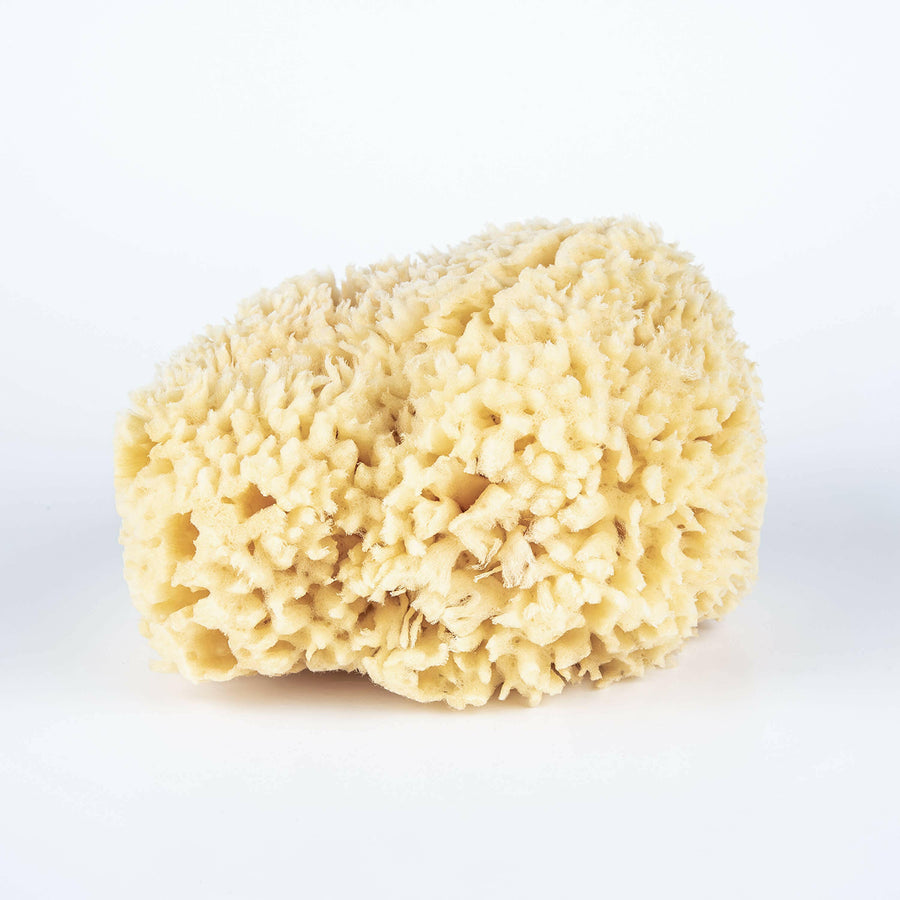 Bath Sea Sponge Bulk - Large 5.5".