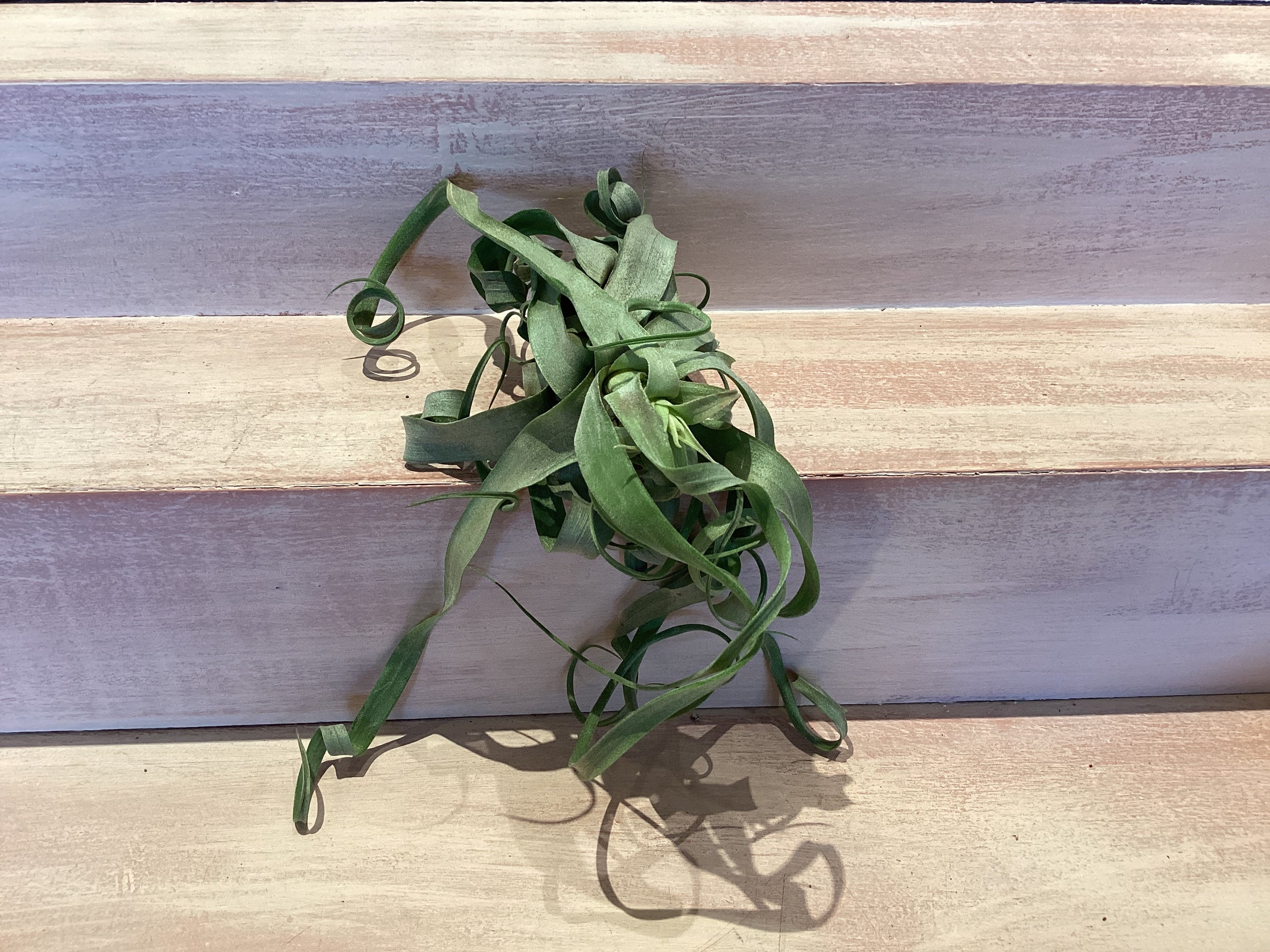 Large Air Plant