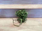 Medium Air Plant