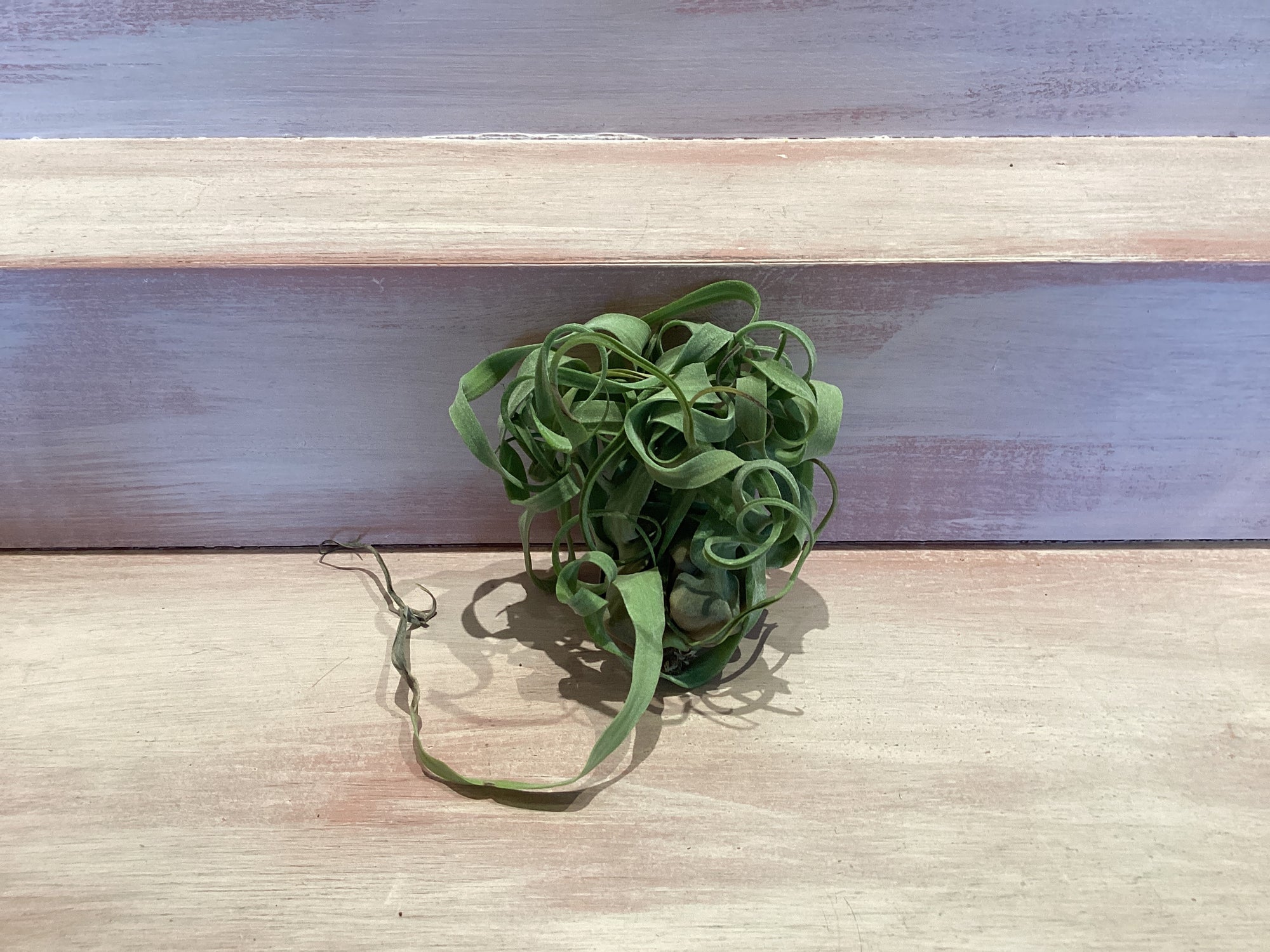Medium Air Plant