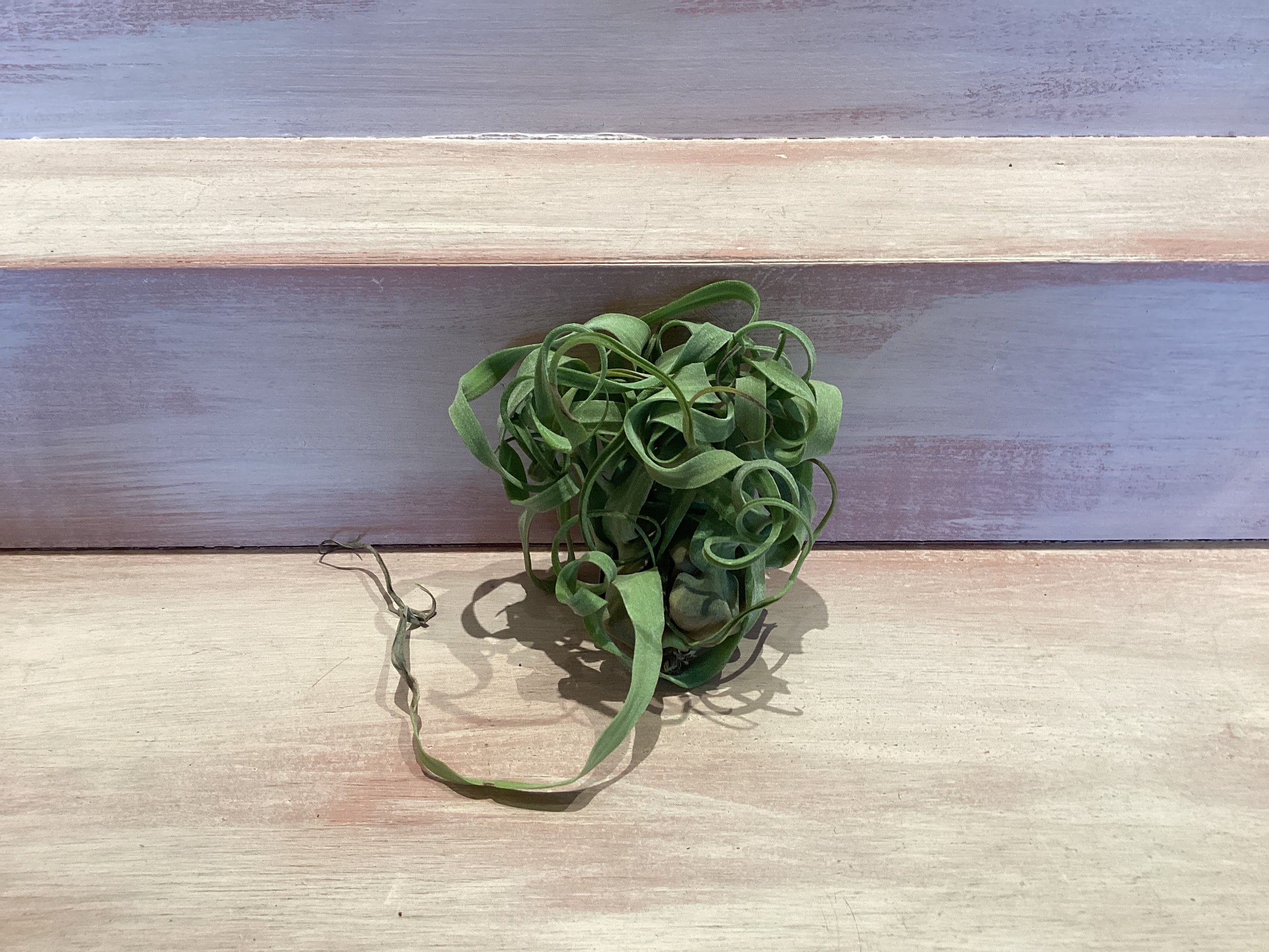 Medium Air Plant