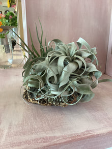 Assembled Cork Bark with Plant Large