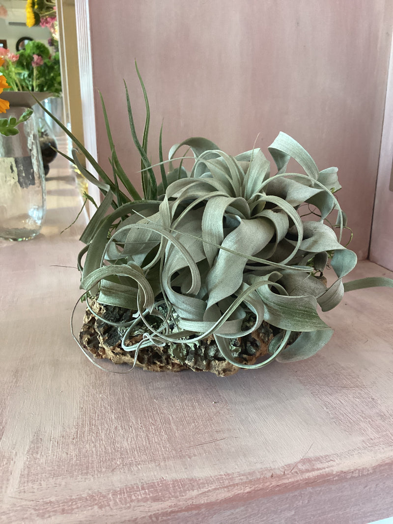 Assembled Cork Bark with Plant Large