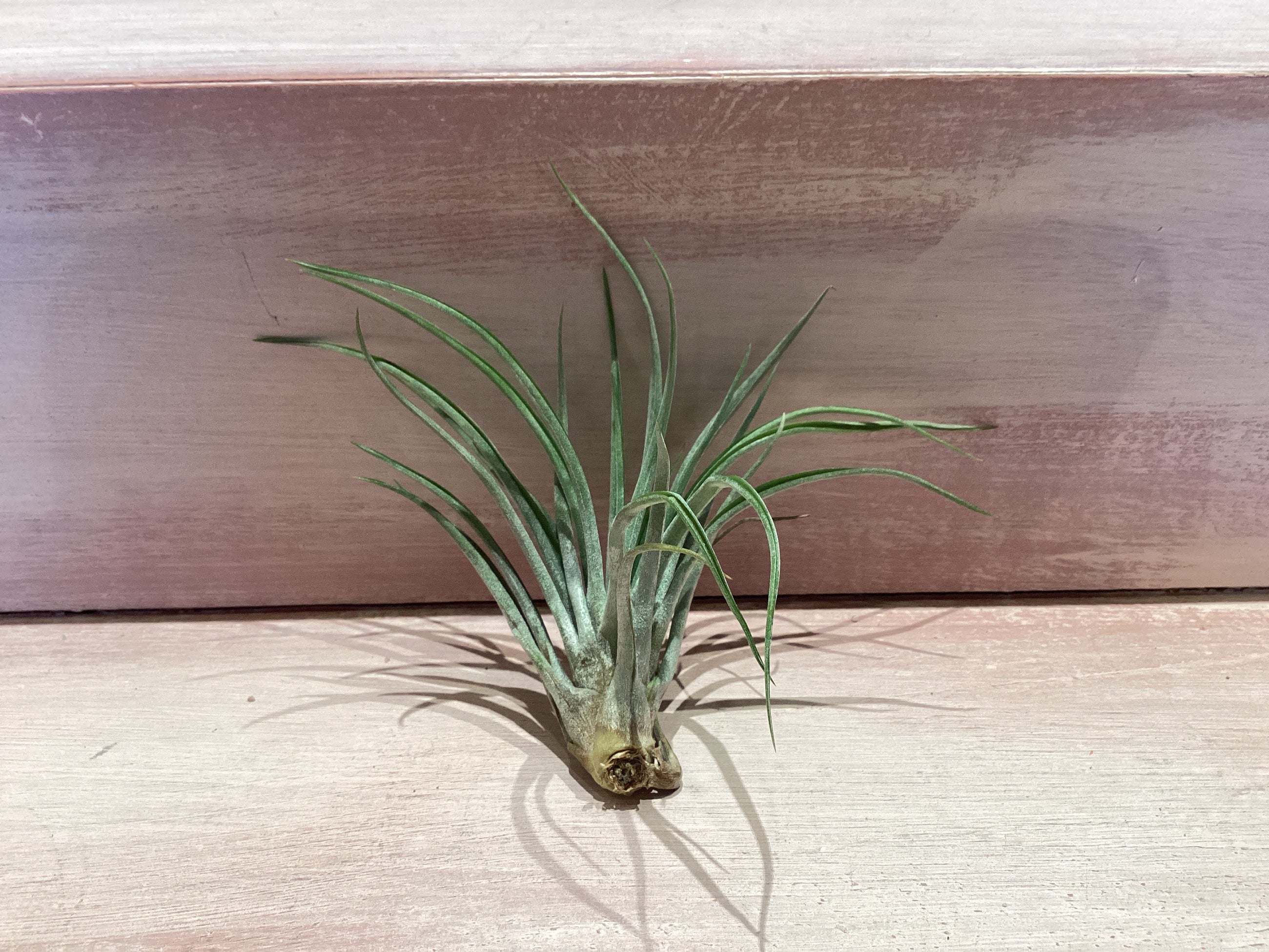X-Small Air Plant