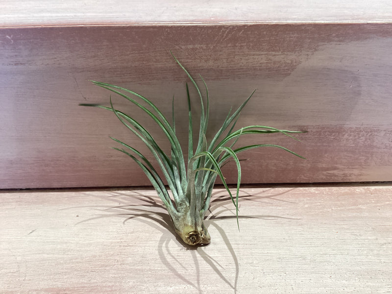 X-Small Air Plant