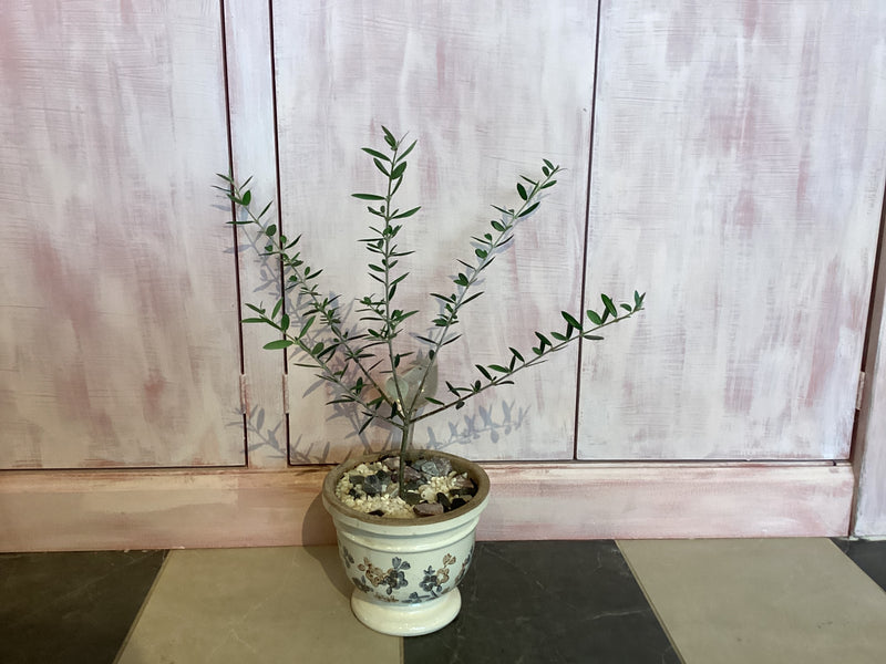 6" Olive Tree in ceramic Pot