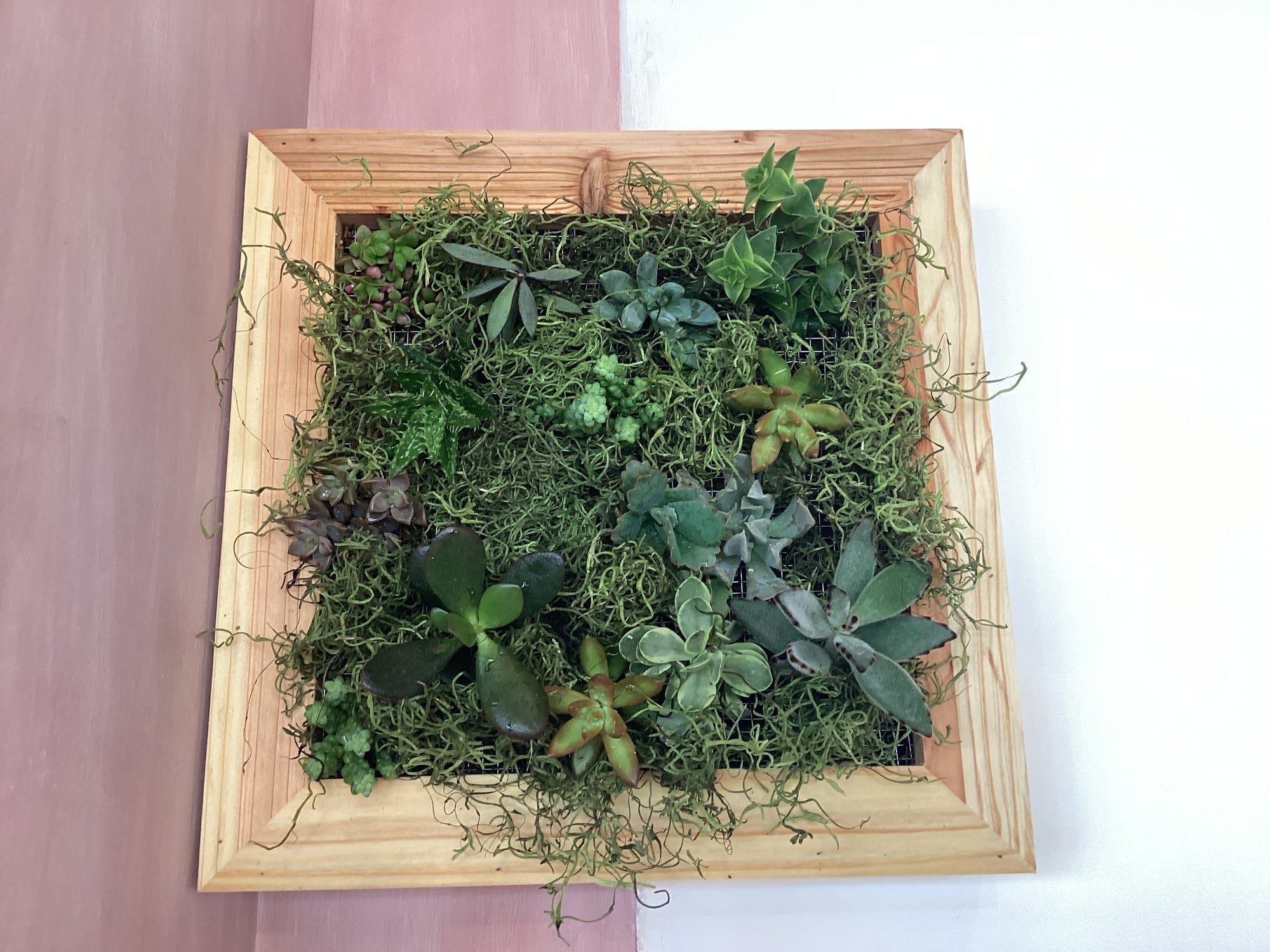 Wall Hanging Sphagnum Moss Living Frame WITH Succulents 14x14