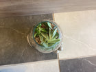 Open Hand Terrarium