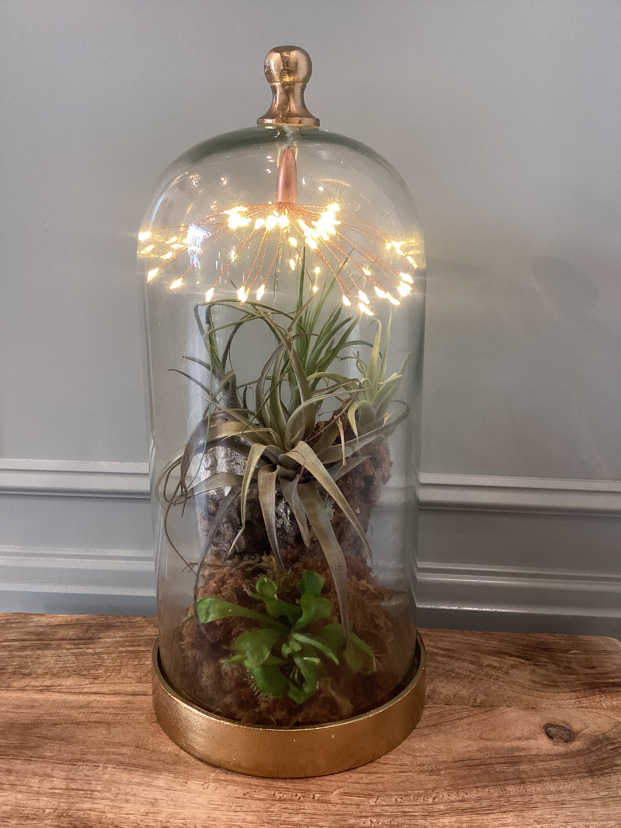 Glass Cloche with Venus Fly Trap and Air Plants