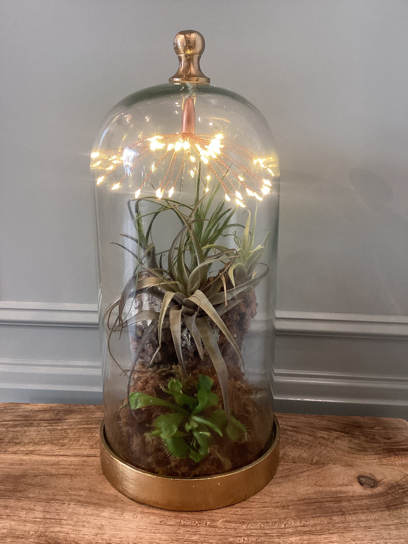 Glass Cloche with Venus Fly Trap and Air Plants