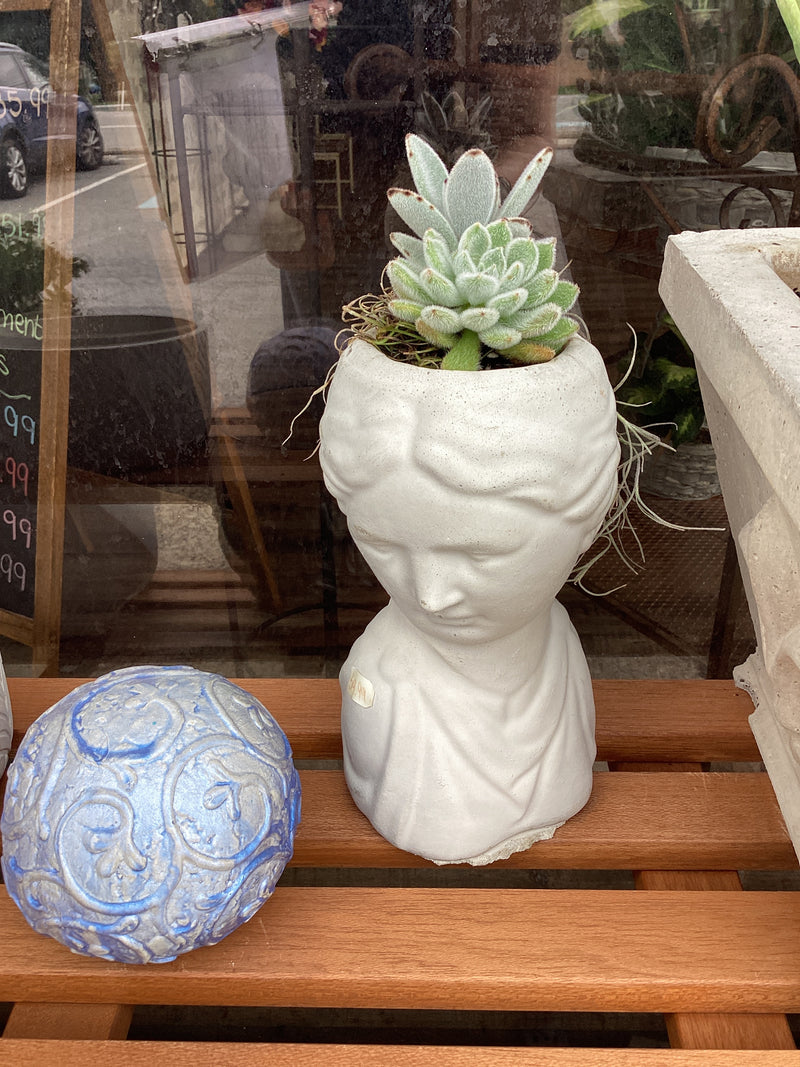 Assorted Small Cement Planter with plant