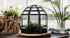 Urban Born Large Terrarium Birdcage, Glass and Metal, 10x9".