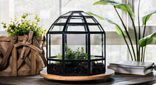 Urban Born Large Terrarium Birdcage, Glass and Metal, 10x9".
