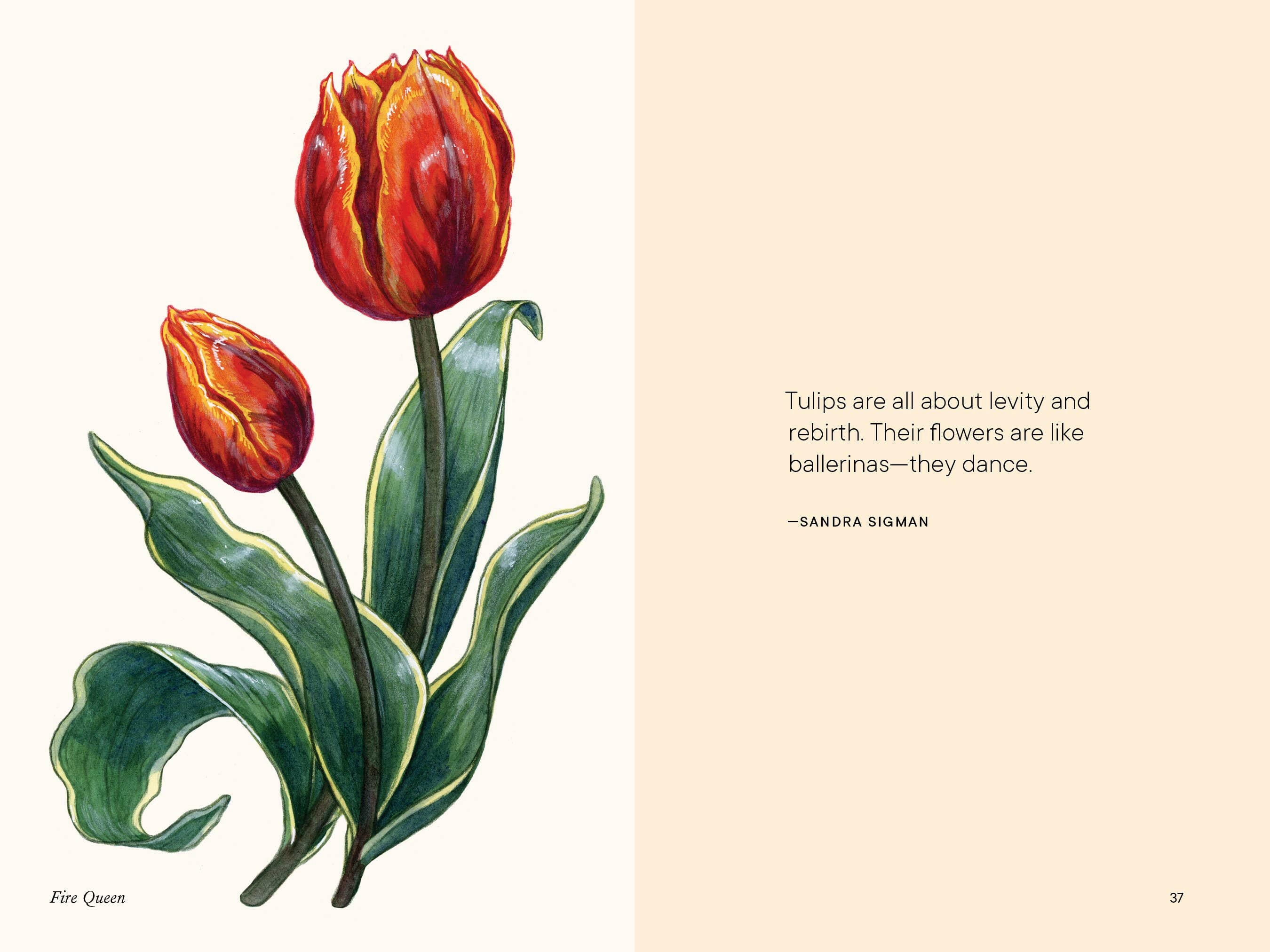 A Little Book of Flowers: Tulips | Flora Home & Gardens