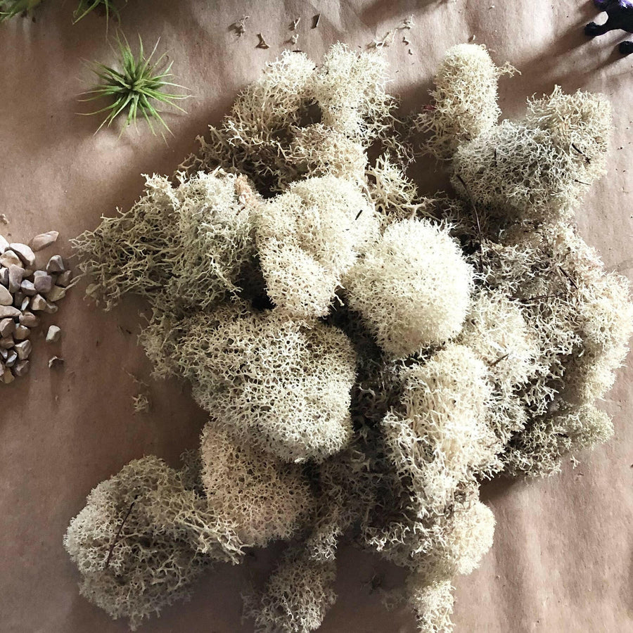 Reindeer Moss.