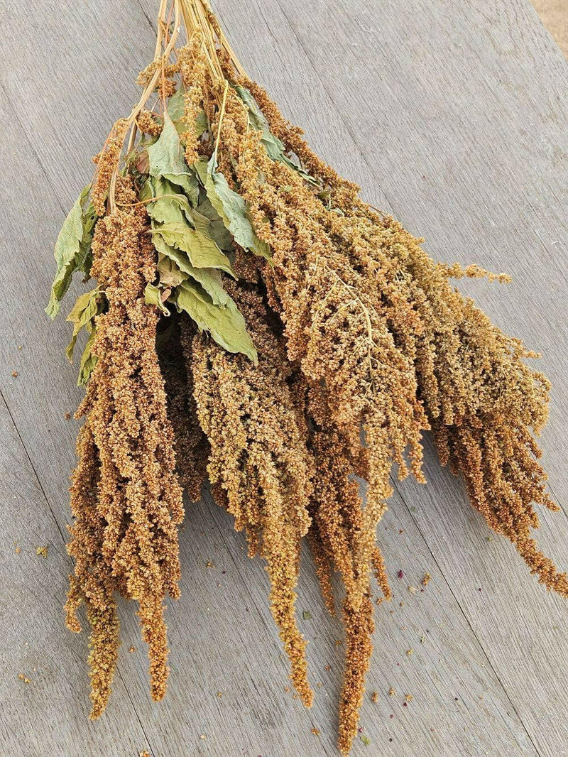 Grain:  Amaranth.