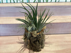 Cork Bark Planter with Air Plants