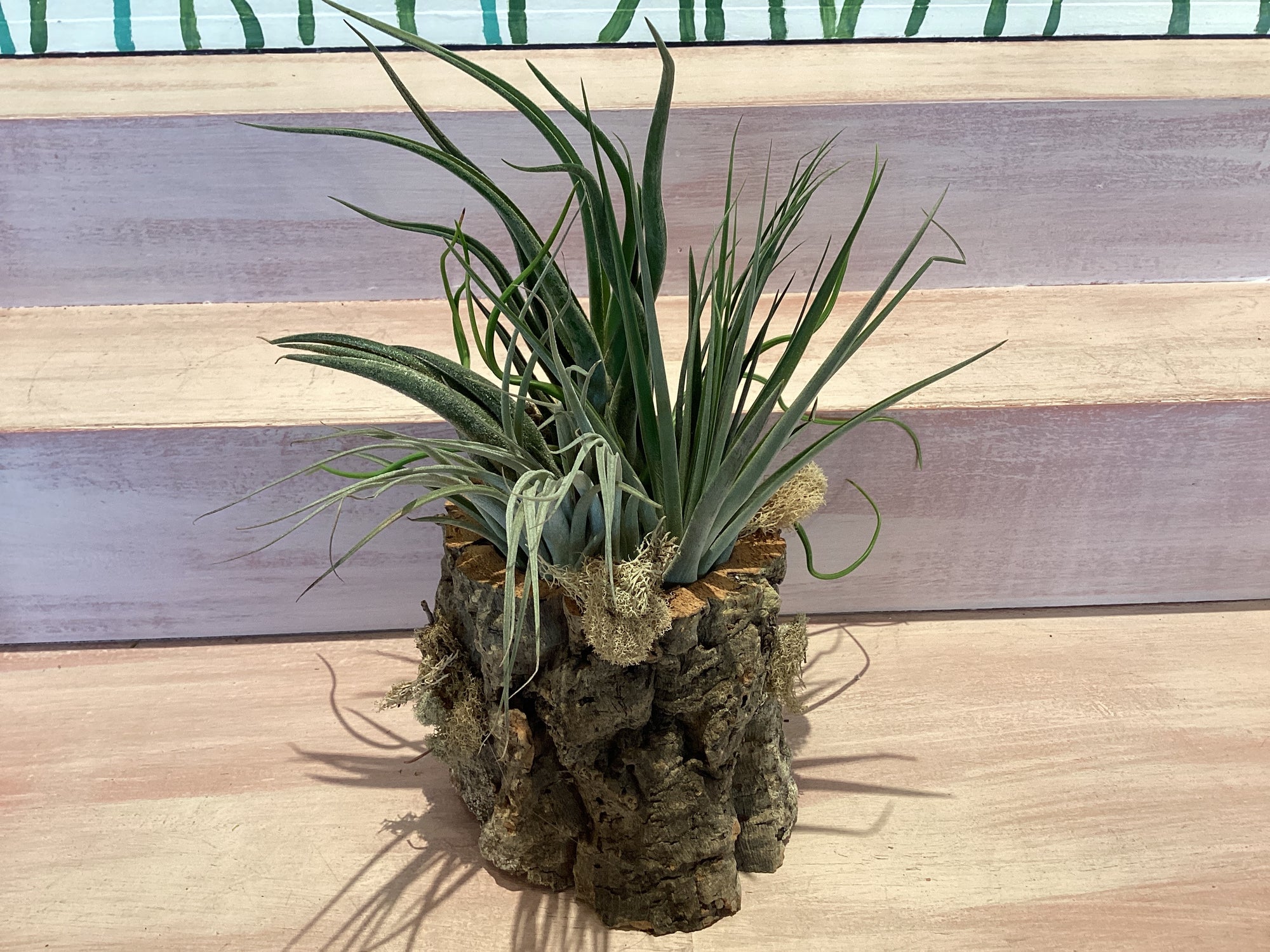 Cork Bark Planter with Air Plants