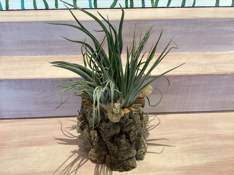 Cork Bark Planter with Air Plants
