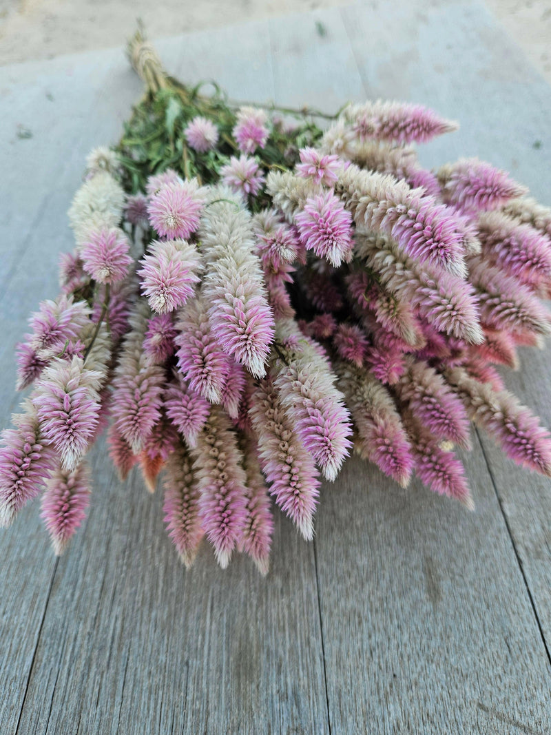 Dried Celosia, Spike.