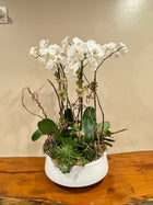 36" Real touch Large bloom Phalaenopsis Orchid-9 Flowers