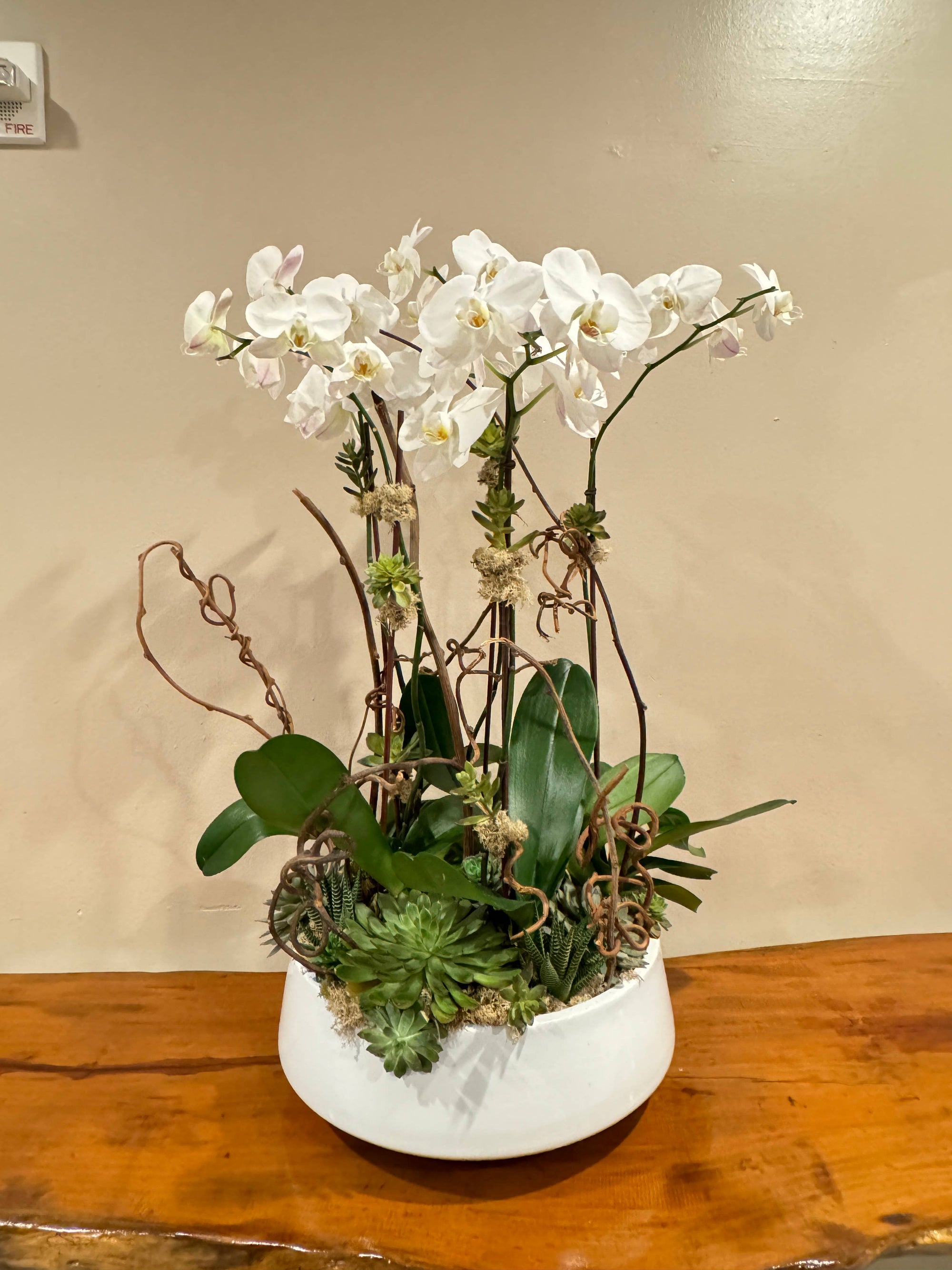 36" Real touch Large bloom Phalaenopsis Orchid-9 Flowers