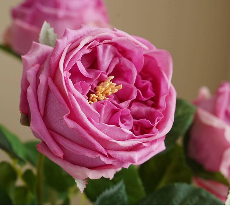 17"Premium Real touch English Austin Cabbage Rose Stem.