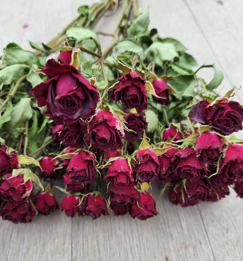 Dried Roses, Spray.