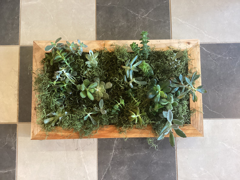 Wall Hanging Sphagnum Moss Living Frame WITH Succulents 14x24
